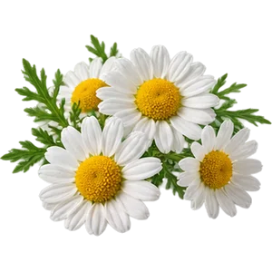 Extracto de flores de manzanilla
